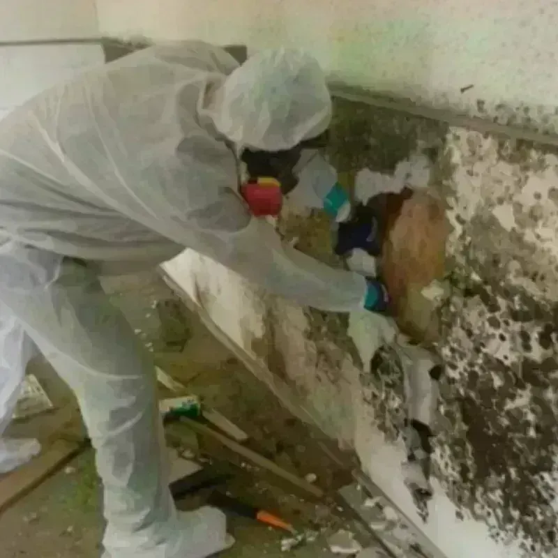 Mold Remediation and Removal in Stallings, NC